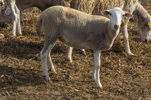 kleine witte schapen, kudde op de boerderij, huisdier foto