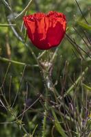 papaverbloem in het veld, papaverbloem, zomer, bloemen rode klaprozen foto