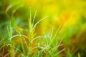 dauwdruppels op de top van groene grass.soft focus. foto