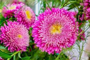 mooie en heldere tuinaster met een weelderige knop, close-up in een bloemenwinkel foto