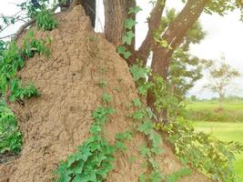 een grote termietenheuvel in de buurt van een grote boom. foto