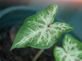 bonte planten of mooi gevormde bladeren buiten in zeldzame natuurlijke kleuren. wordt populair en in trek. foto