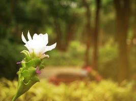 curcuma parviflora opdoemen, jonge knoppen en bloemen van krachia zijn pittig en geurig. als windafdrijvend foto