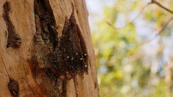 verschillende kleine bijen nestelen in de bomen. foto