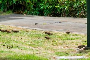 mussen op zoek naar voedsel in de tuin foto