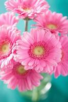 mooi roze gerberabloemenboeket in vaas