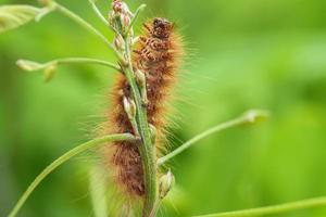 rups op blad foto