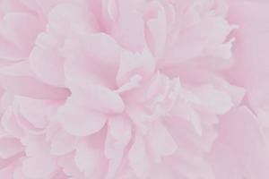 roze bloemblaadjes met vage focus foto
