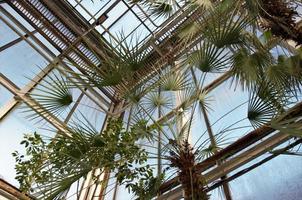 tropische kamer in de botanische tuin. tropen onder het dak foto