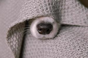 grappige puppy hondje border collie liggend op de bank onder warme gebreide sjaal binnenshuis. hond neus steekt uit onder plaid close-up. winter of herfst herfst hond portret. hygge mood koud weer concept. foto