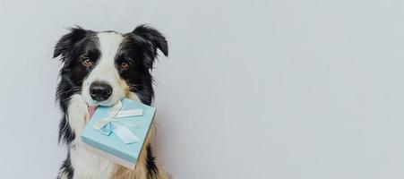 puppy hondje border collie blauwe geschenkdoos in de mond houden geïsoleerd op een witte achtergrond. kerst nieuwjaar verjaardag valentijn aanwezig concept. huisdier hond op vakantie dag geeft cadeau. mijn excuses. banier foto