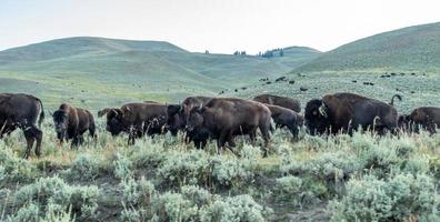 bizons grazen in lamar valleyat yellowstone national foto