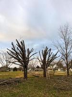 bomen snoeien voor de winter in de achtertuin foto