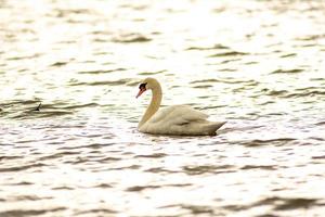 prachtige witte zwaan aan het chillen in het Junaluska-meer in Noord-Carolina foto