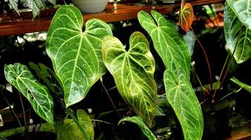 sierplant anthurium magnificum blootgesteld aan water en zonlicht zodat het er schoon en helder uitziet. decoratieve groene plant. dit is als anthurium crystallinum. foto