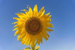 veld van bloeiende gele zonnebloemen in het zomerseizoen in zonnebloemenboerderij en andere bloemen foto