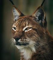 Siberische lynx foto