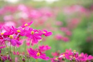 roze bloemen en groene bladeren hebben prachtige groene hoofdtaferelen. foto