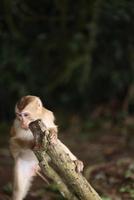 wilde apen luieren en eten op de grond. in khao yai nationaal park, thailand foto