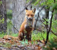 volwassen vos in het bos foto