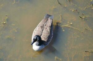 gans zwemmen in donker of troebel water foto