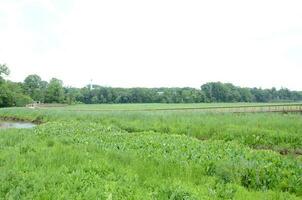 houten promenade en groene planten en water in wetland foto