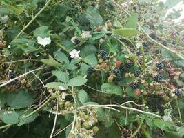 zwarte en rode bramen op wijnstok met groene bladeren foto