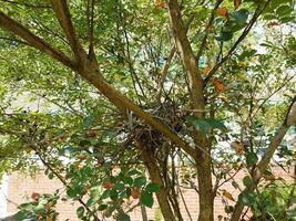 babyvogels in nest in mirteboom van krip foto