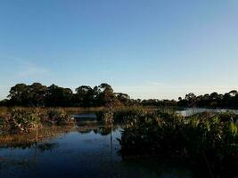 vogel in boom in meer met grassen in florida foto