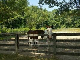 wit en bruin paard en houten hek foto