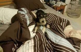 zwart-wit puppy hond huisdier op bed foto