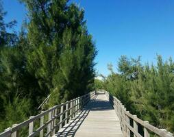 houten promenade of pad met bomen op het strand in isabela, puerto rico foto