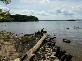 zwarte vogel op hout log aan de oever van de Potomac-rivier foto