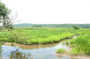 houten promenade en groene planten en water in wetland foto