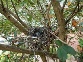 babyvogels in nest in mirteboom van krip foto