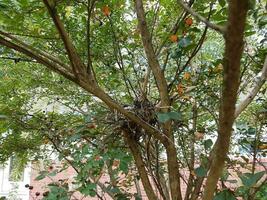 babyvogels in nest in mirteboom van krip foto