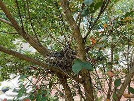 babyvogels in nest in mirteboom van krip foto