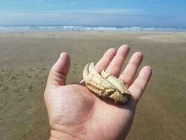 hand met gouden ring met een deel van de krabklauw op het strand foto