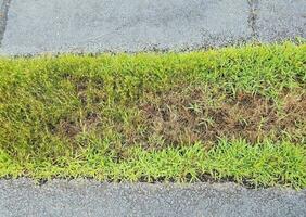 zwart asfalt met een strook groen gras foto