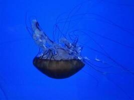 kwallen drijvend of zwemmend in aquarium met tentakels foto