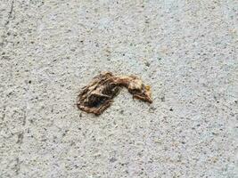 dode vogel op de cementgrond met botten foto