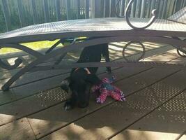 zwarte puppyhond met hondenspeelgoed onder ligstoel foto