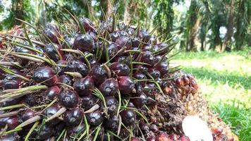 selectieve focus van vers oliepalmfruit foto