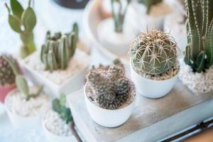 verschillende cactussen in potten foto