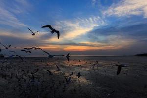 vliegende meeuwen bij zonsondergang foto