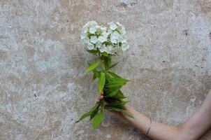 een weelderige witte bloem in de hand van een vrouw tegen de achtergrond van een betonnen muur. concept van ecologisch probleem, duurzaam leven, biologisch foto