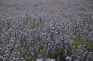 lavendel in het zuiden van frankrijk foto