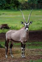 Zuid-Afrikaanse oryx foto