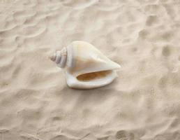 lege zeeschelp geïsoleerd op het zand, strand, zee foto