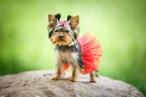 mooie puppy van vrouwelijke yorkshire terrier kleine hond met rode rok op groene onscherpe achtergrond
